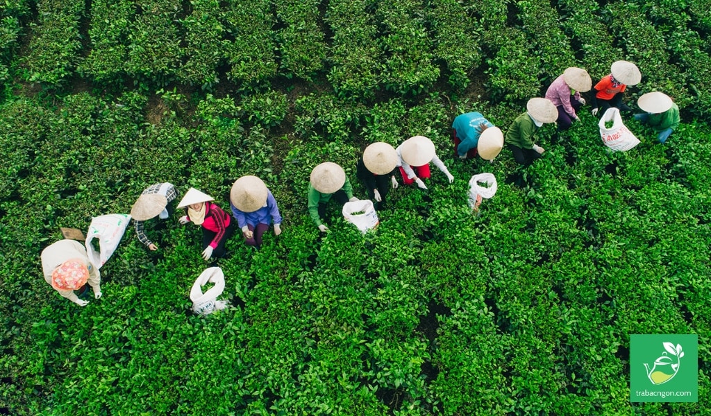 trà thái nguyên thu hoạch